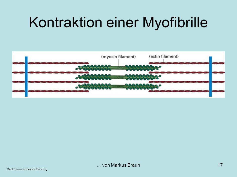 Kontraktion einer Myofibrille