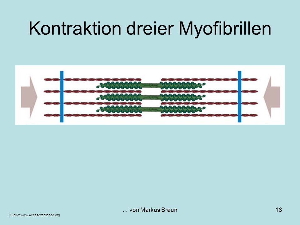 Kontraktion dreier Myofibrillen