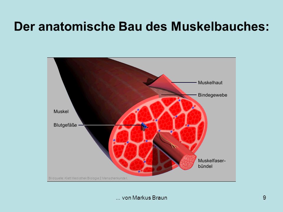 Der anatomische Bau des Muskelbauches: