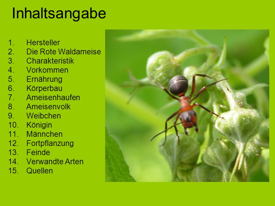 Inhaltsangabe Hersteller Die Rote Waldameise Charakteristik Vorkommen