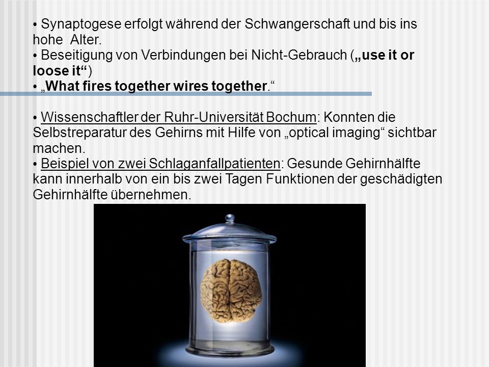 Synaptogese erfolgt während der Schwangerschaft und bis ins hohe Alter.