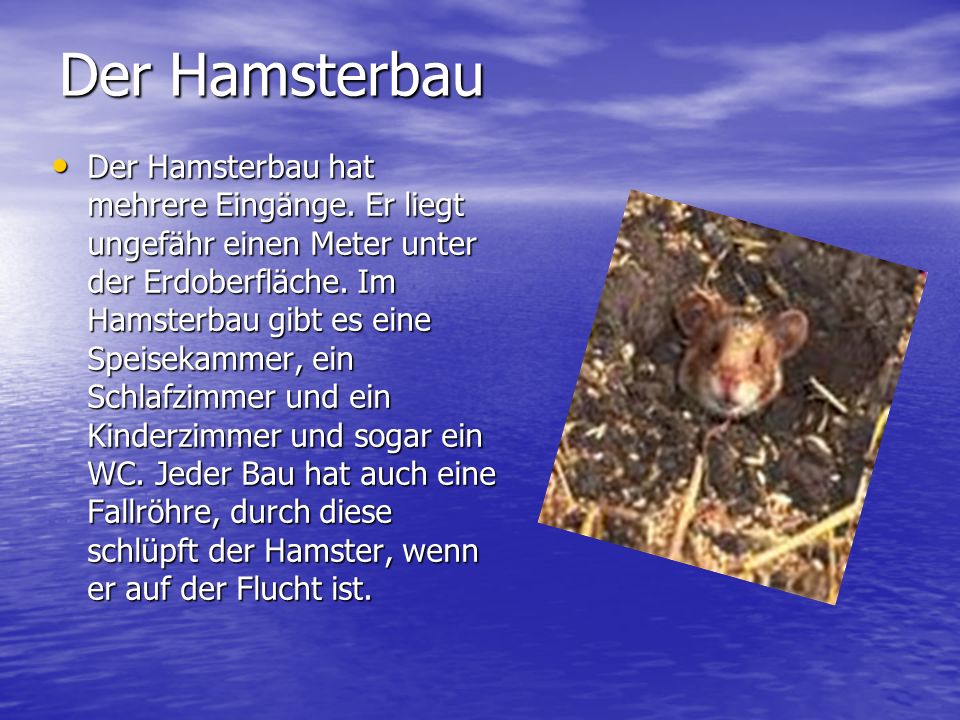 Der Hamsterbau