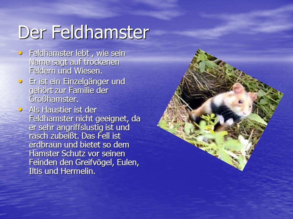 Der Feldhamster Feldhamster lebt , wie sein Name sagt auf trockenen Feldern und Wiesen.