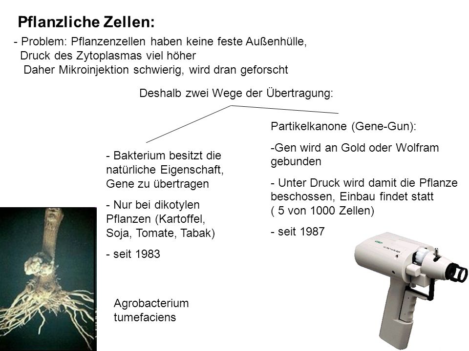 Gentechnik Einteilung in: Grüne (Pflanzen) - ppt video online herunterladen