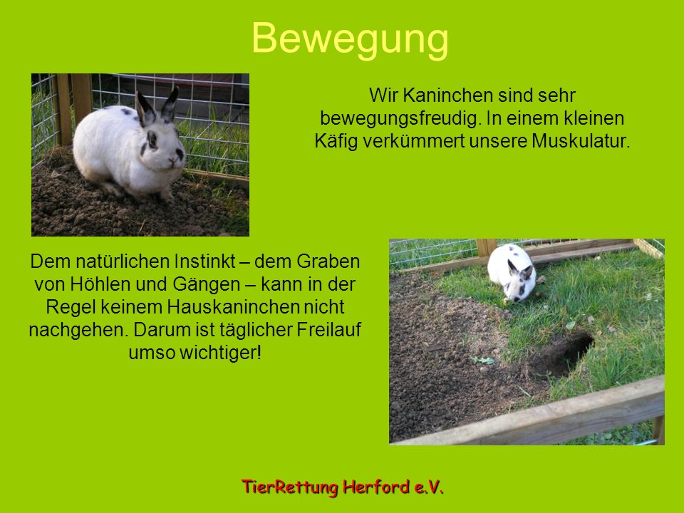 Bewegung Wir Kaninchen sind sehr bewegungsfreudig. In einem kleinen Käfig verkümmert unsere Muskulatur.