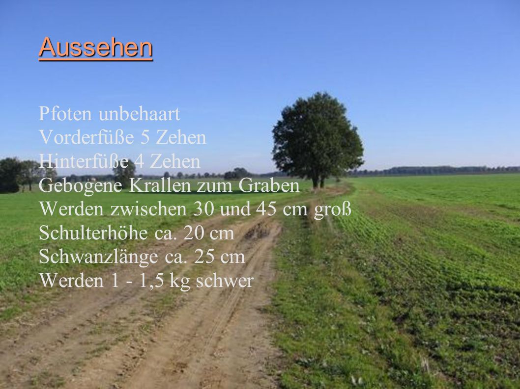 Aussehen Pfoten unbehaart Vorderfüße 5 Zehen Hinterfüße 4 Zehen