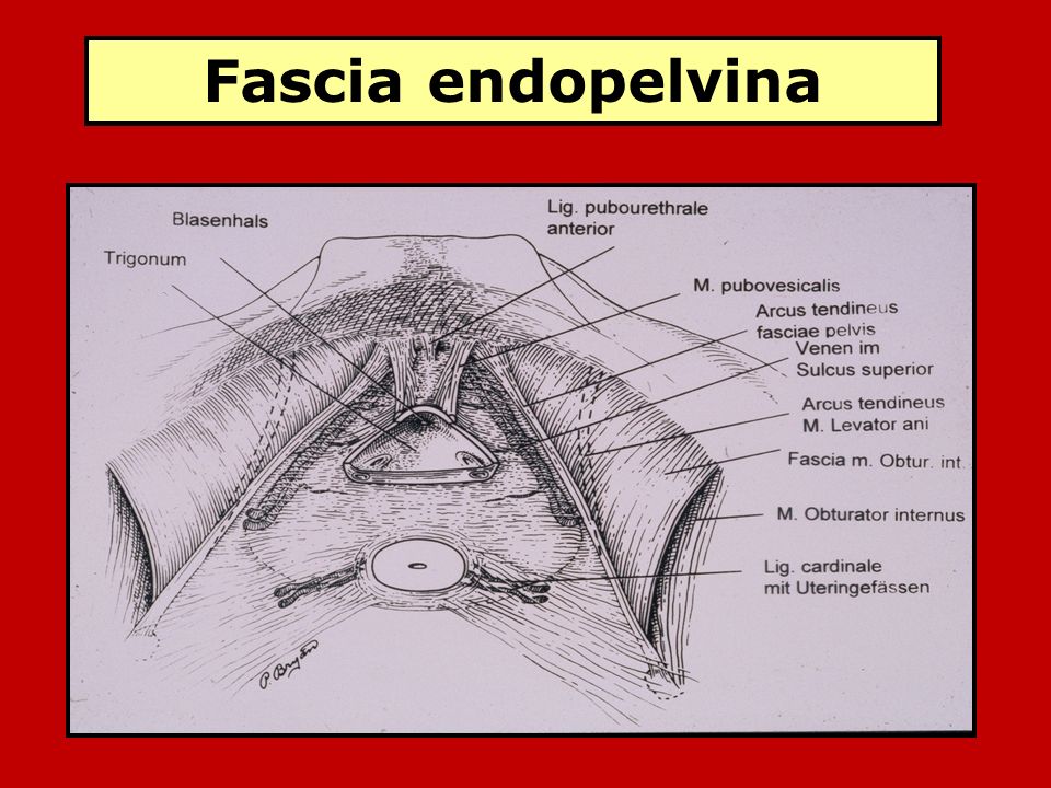 Fascia endopelvina