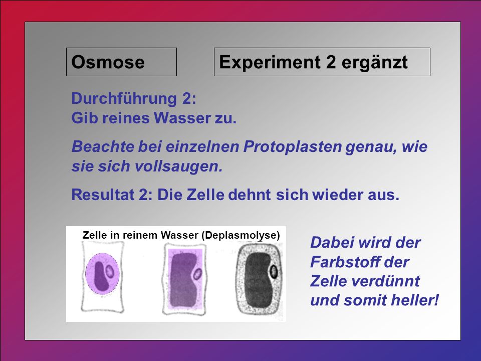 Osmose Experiment 2 ergänzt Durchführung 2: Gib reines Wasser zu.