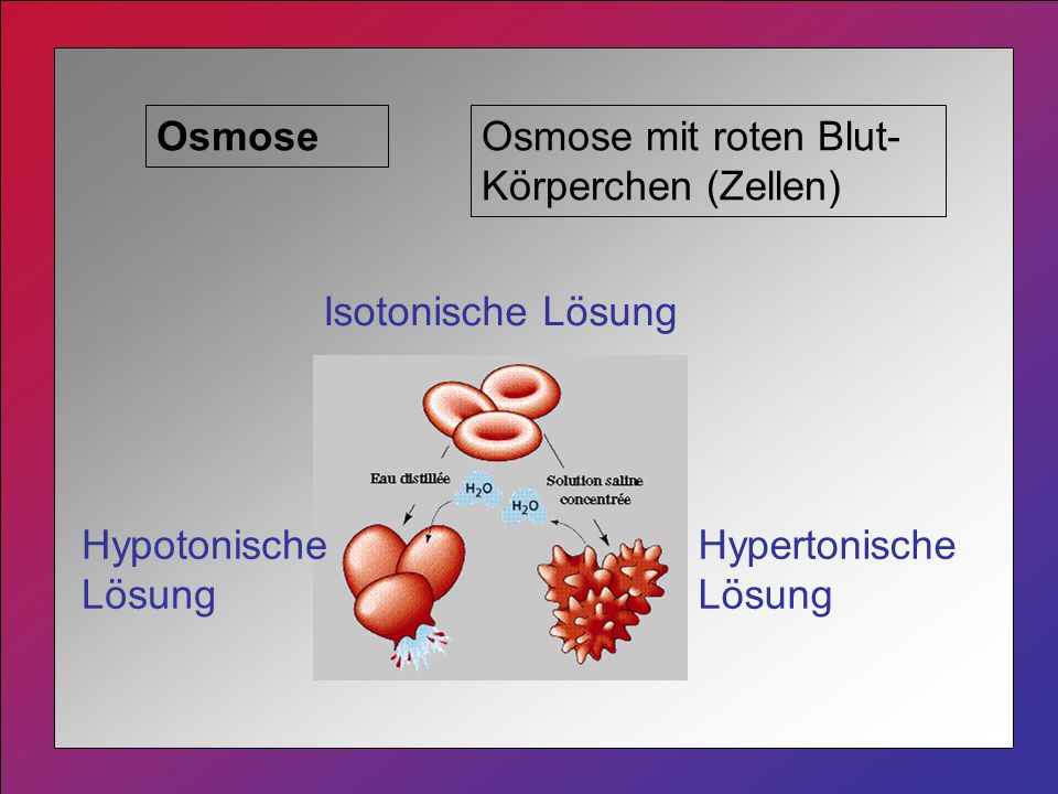 Osmose Osmose mit roten Blut-Körperchen (Zellen) Isotonische Lösung.