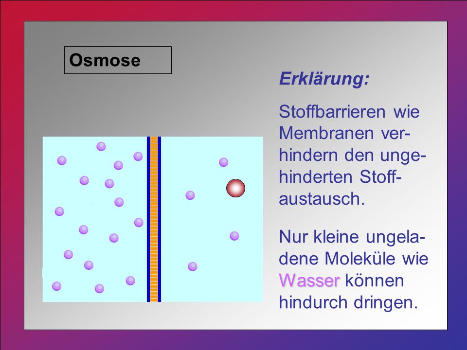 Osmose Erklärung: Stoffbarrieren wie Membranen ver-hindern den unge-hinderten Stoff-austausch.