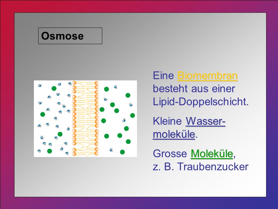 Osmose Eine Biomembran besteht aus einer Lipid-Doppelschicht.