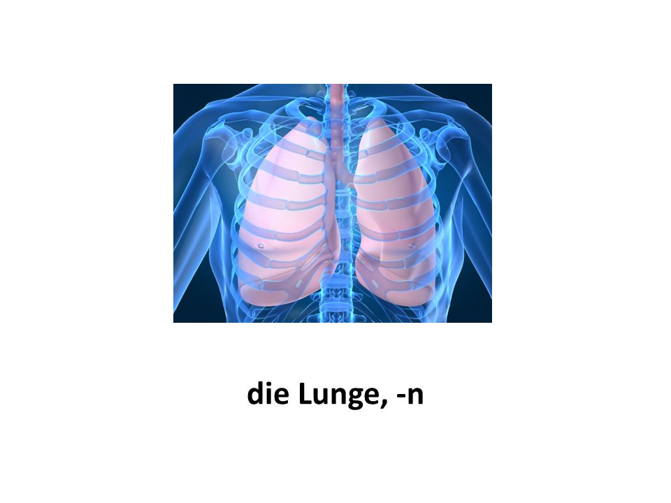 die Lunge, -n