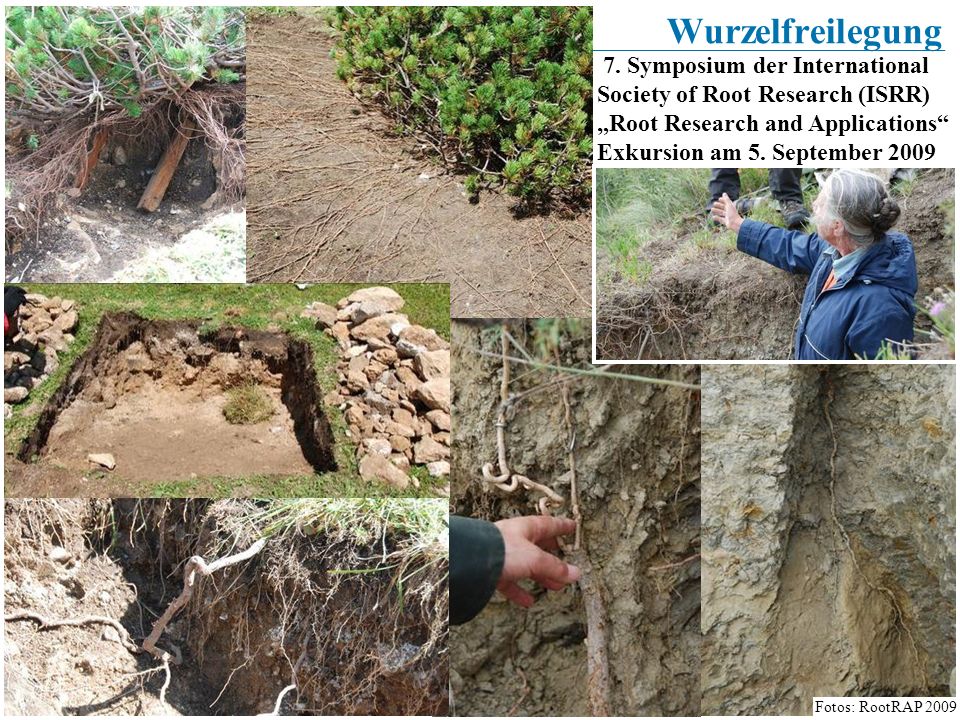 Wurzelfreilegung 7. Symposium der International Society of Root Research (ISRR) „Root Research and Applications