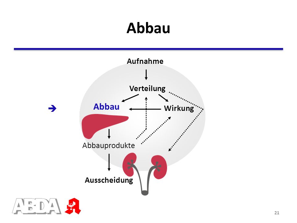 Abbau Abbau  Aufnahme Verteilung Wirkung Abbauprodukte Ausscheidung