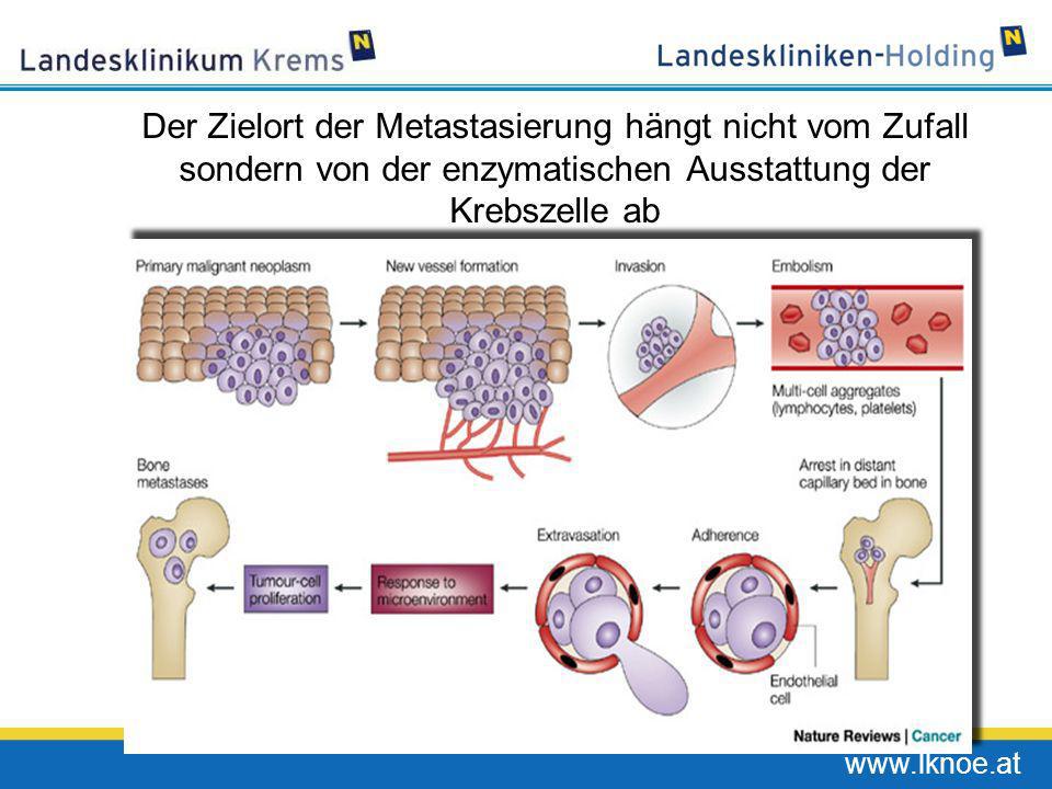 Der Zielort der Metastasierung hängt nicht vom Zufall sondern von der enzymatischen Ausstattung der Krebszelle ab