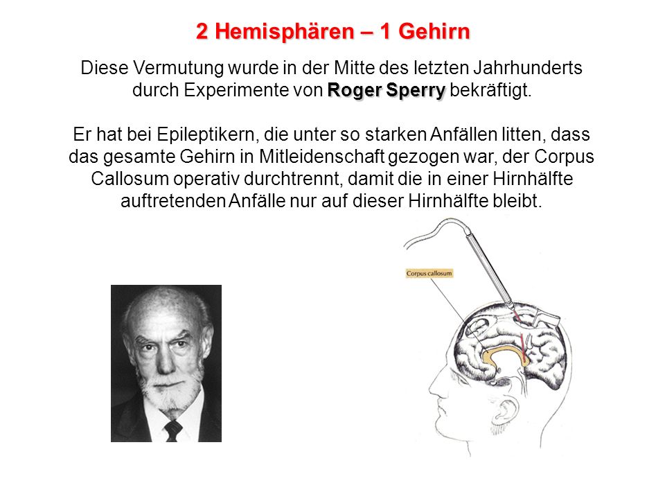 2 Hemisphären – 1 Gehirn Diese Vermutung wurde in der Mitte des letzten Jahrhunderts durch Experimente von Roger Sperry bekräftigt.