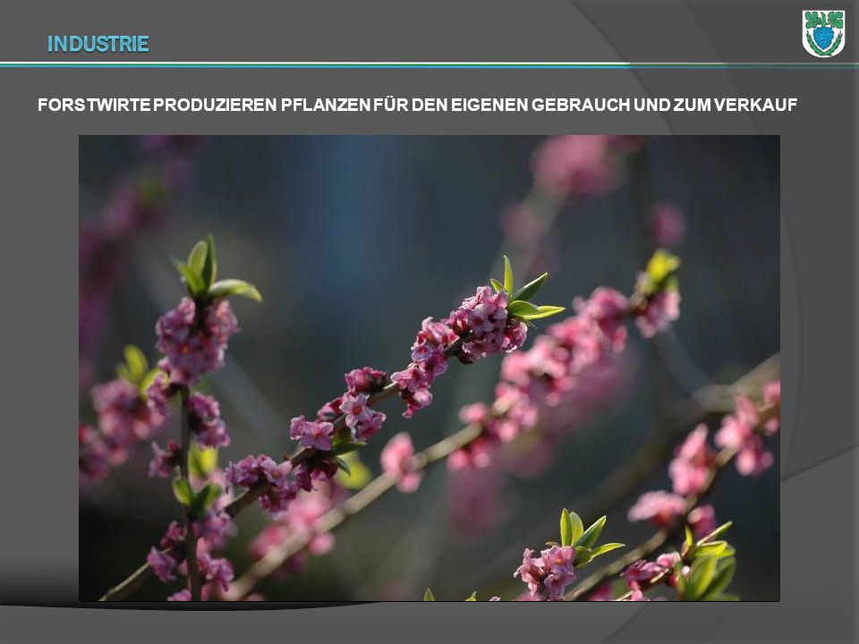 INDUSTRIE FORSTWIRTE PRODUZIEREN PFLANZEN FÜR DEN EIGENEN GEBRAUCH UND ZUM VERKAUF. Sprawdz nazwe fota.