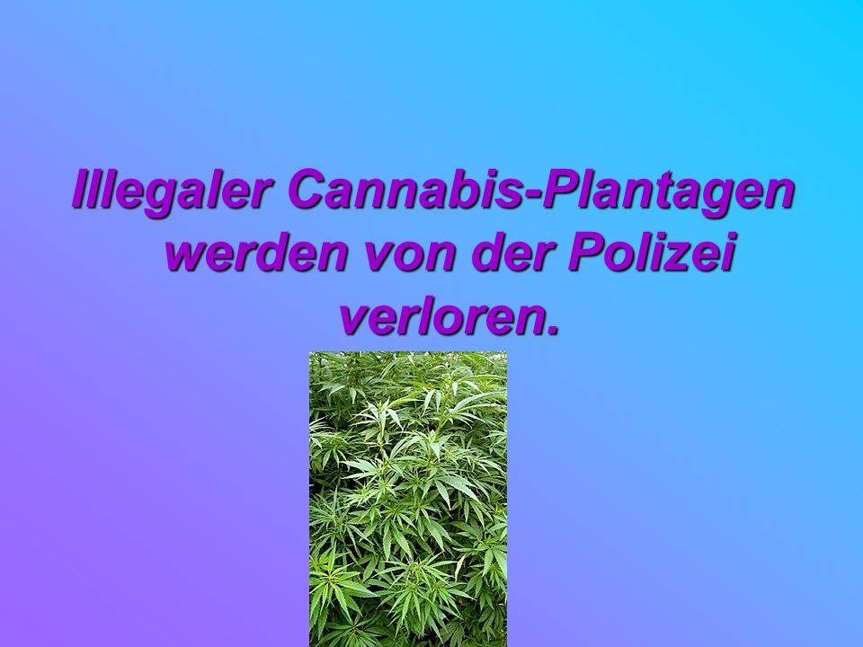 Illegaler Cannabis-Plantagen werden von der Polizei verloren.