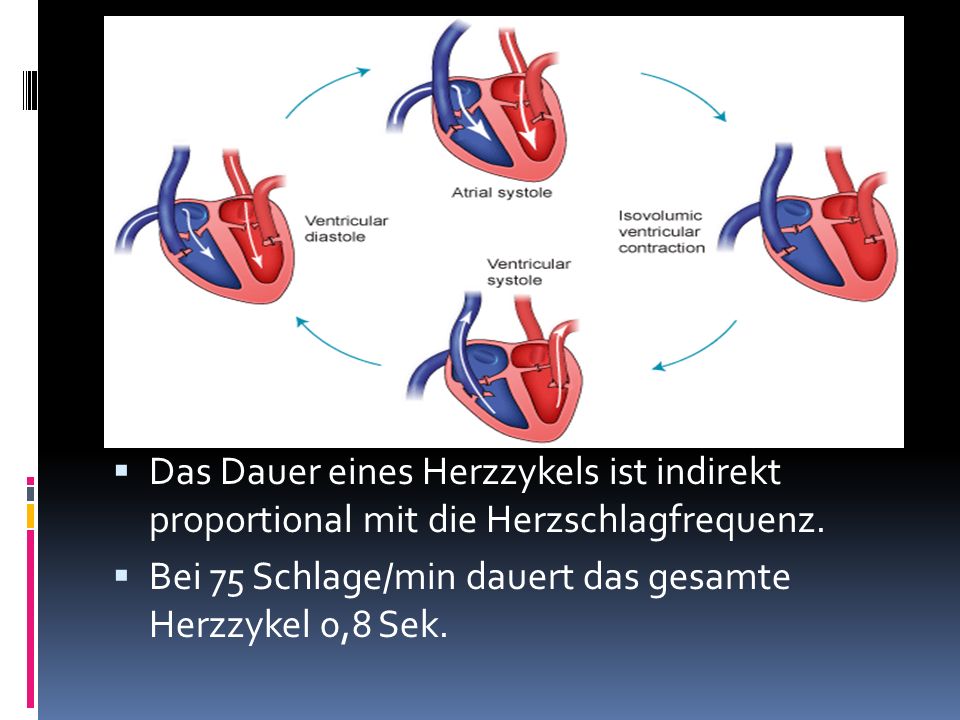 Das Dauer eines Herzzykels ist indirekt proportional mit die Herzschlagfrequenz.