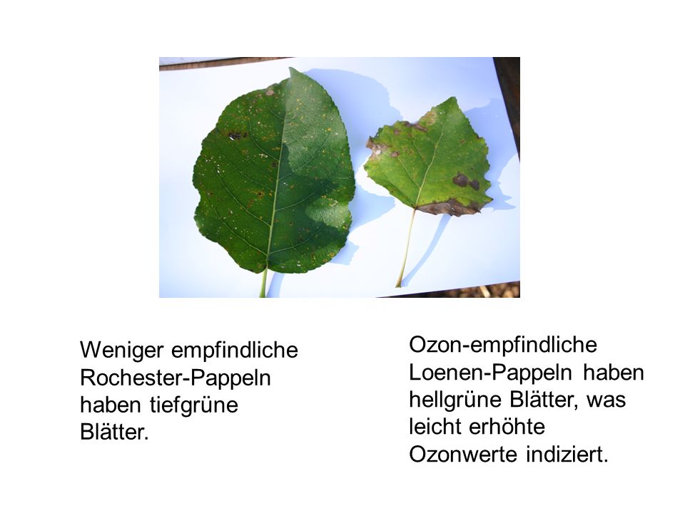 Ozon-empfindliche Loenen-Pappeln haben hellgrüne Blätter, was leicht erhöhte Ozonwerte indiziert.