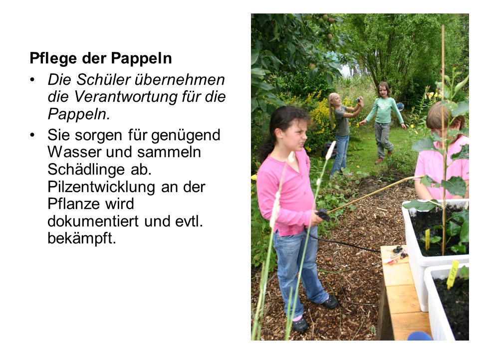 Pflege der Pappeln Die Schüler übernehmen die Verantwortung für die Pappeln.