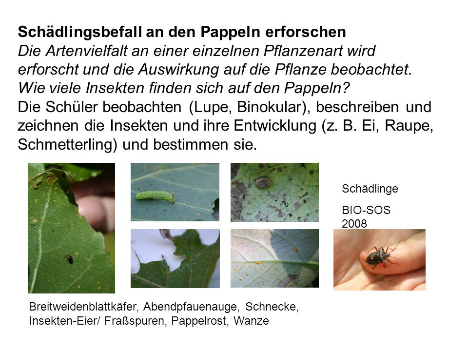 Schädlingsbefall an den Pappeln erforschen Die Artenvielfalt an einer einzelnen Pflanzenart wird erforscht und die Auswirkung auf die Pflanze beobachtet. Wie viele Insekten finden sich auf den Pappeln Die Schüler beobachten (Lupe, Binokular), beschreiben und zeichnen die Insekten und ihre Entwicklung (z. B. Ei, Raupe, Schmetterling) und bestimmen sie.