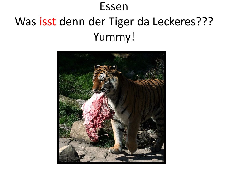 Essen Was isst denn der Tiger da Leckeres Yummy!