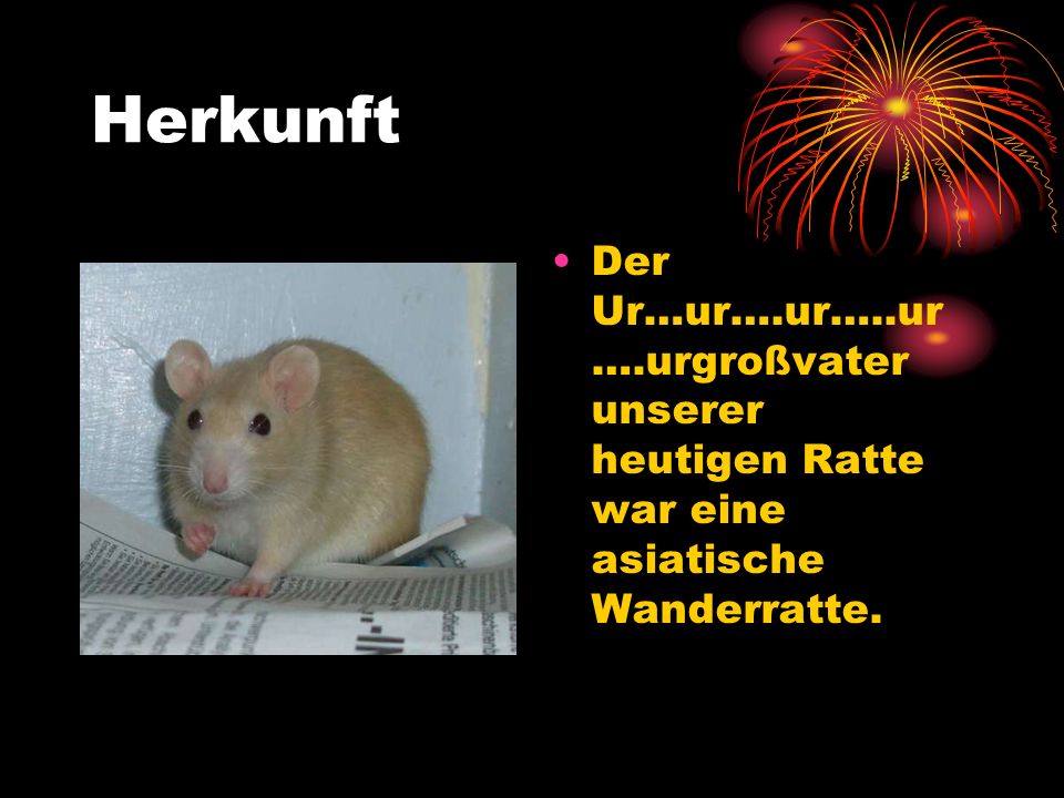 Herkunft Der Ur…ur….ur…..ur….urgroßvater unserer heutigen Ratte war eine asiatische Wanderratte.