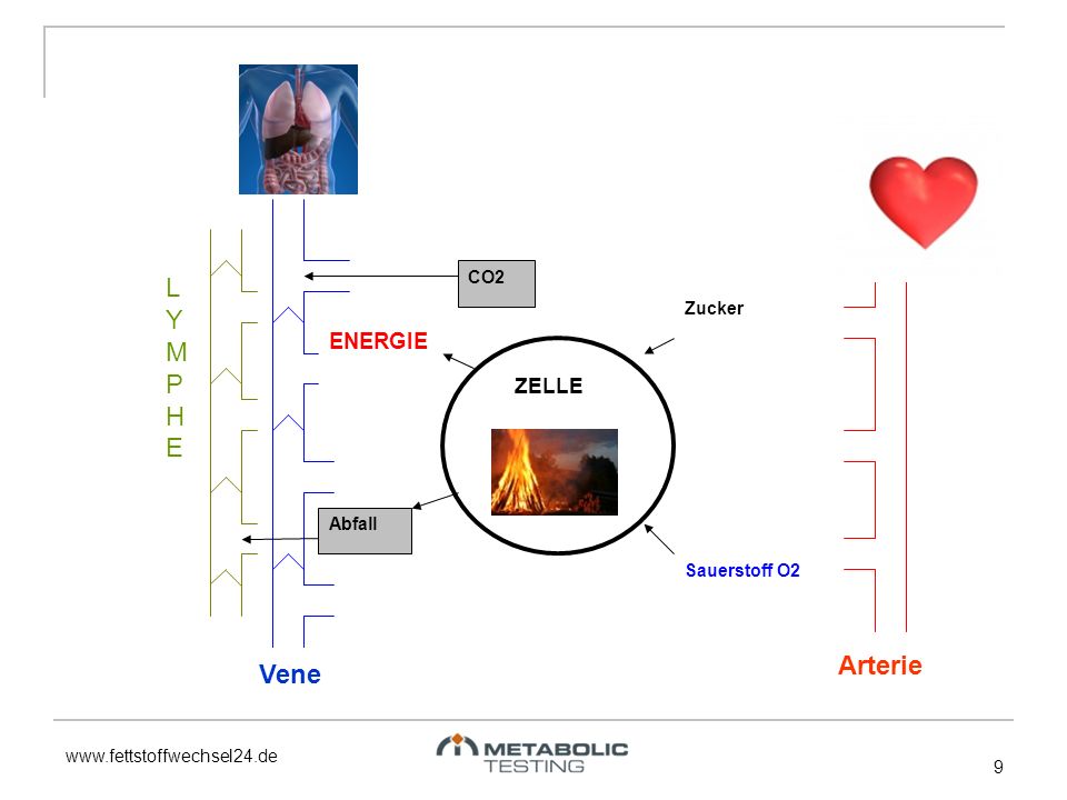 LYMPHE Arterie Vene ENERGIE ZELLE CO2 Zucker Abfall Sauerstoff O2 9