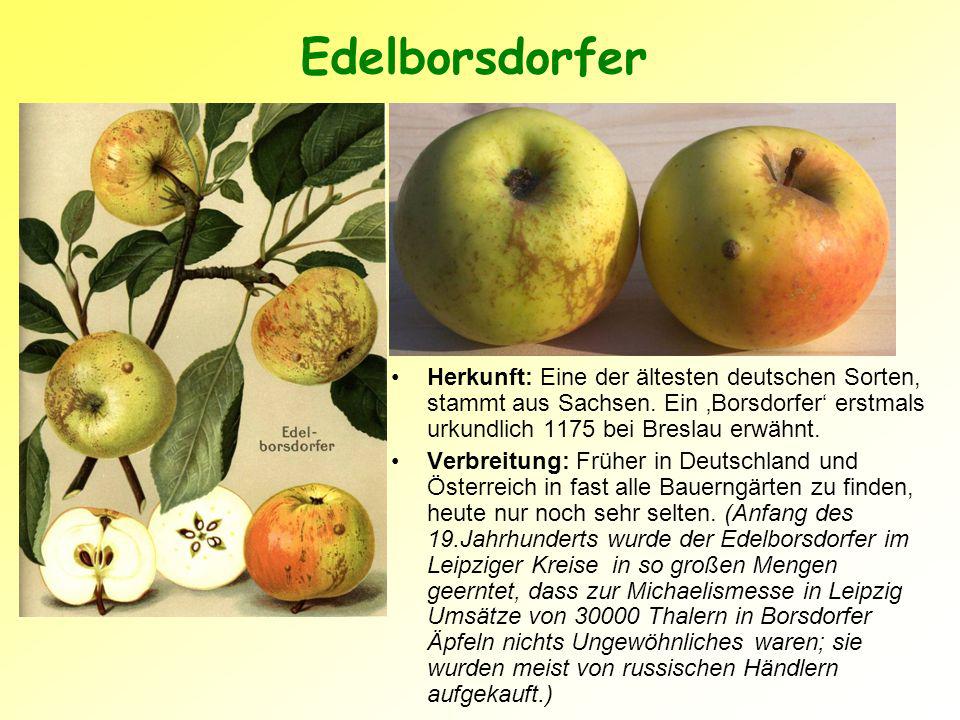 Edelborsdorfer Herkunft: Eine der ältesten deutschen Sorten, stammt aus Sachsen. Ein ‚Borsdorfer‘ erstmals urkundlich 1175 bei Breslau erwähnt.