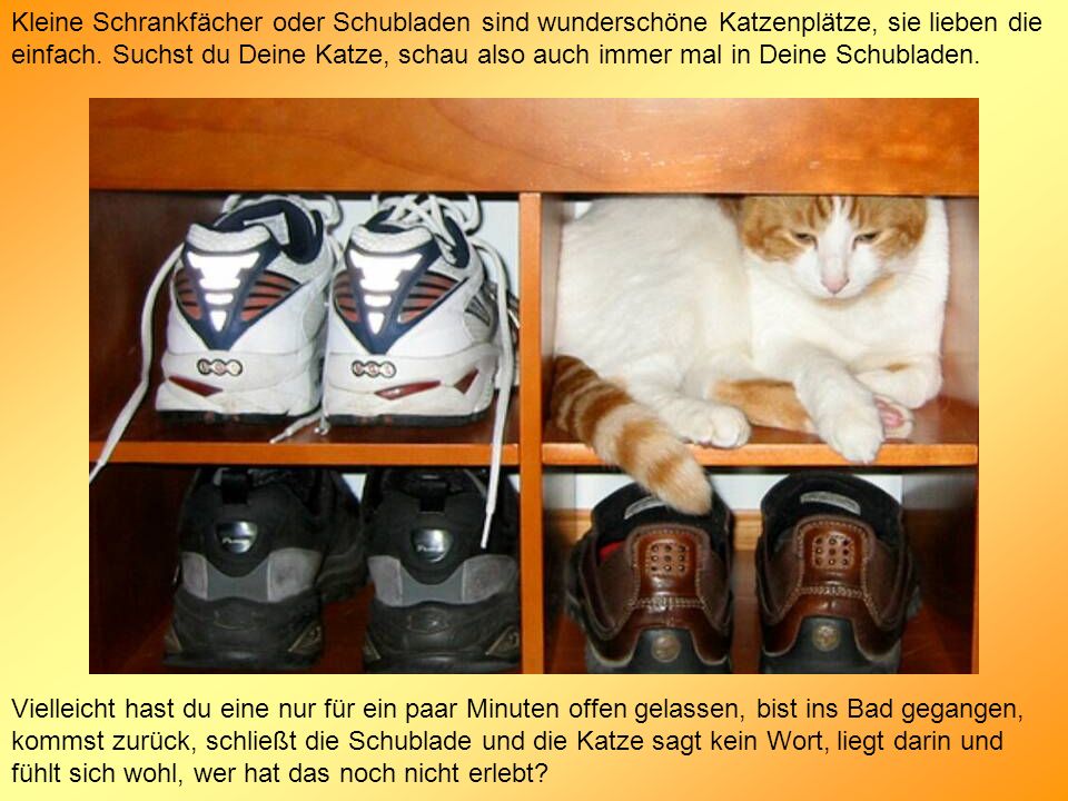 Kleine Schrankfächer oder Schubladen sind wunderschöne Katzenplätze, sie lieben die einfach. Suchst du Deine Katze, schau also auch immer mal in Deine Schubladen.