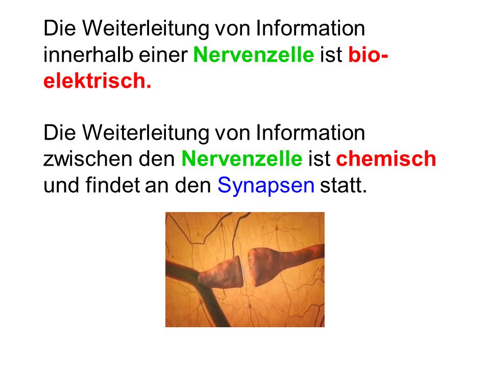 Die Weiterleitung von Information innerhalb einer Nervenzelle ist bio-elektrisch.