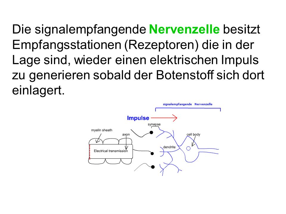 Die signalempfangende Nervenzelle besitzt Empfangsstationen (Rezeptoren) die in der Lage sind, wieder einen elektrischen Impuls zu generieren sobald der Botenstoff sich dort einlagert.
