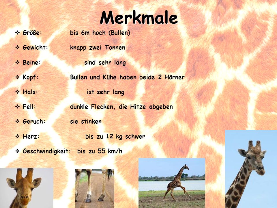 Merkmale Größe: bis 6m hoch (Bullen) Gewicht: knapp zwei Tonnen