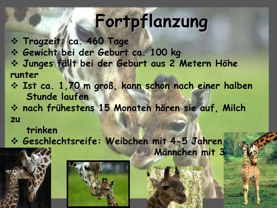 Fortpflanzung Tragzeit: ca. 460 Tage Gewicht bei der Geburt ca. 100 kg