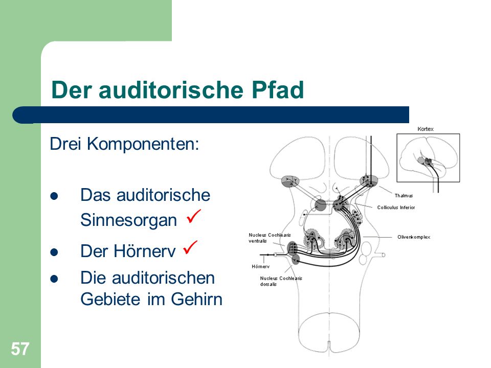 Der auditorische Pfad Drei Komponenten: Das auditorische Sinnesorgan 