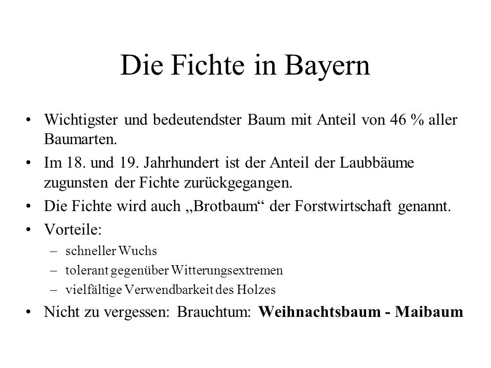 Die Fichte in Bayern Wichtigster und bedeutendster Baum mit Anteil von 46 % aller Baumarten.