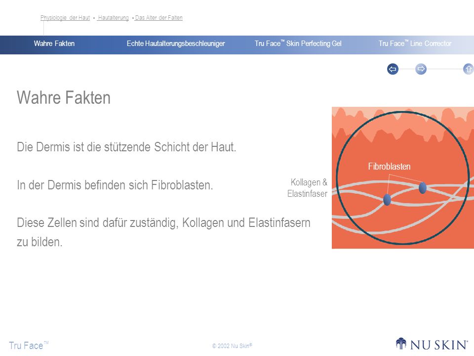 Wahre Fakten Die Dermis ist die stützende Schicht der Haut.
