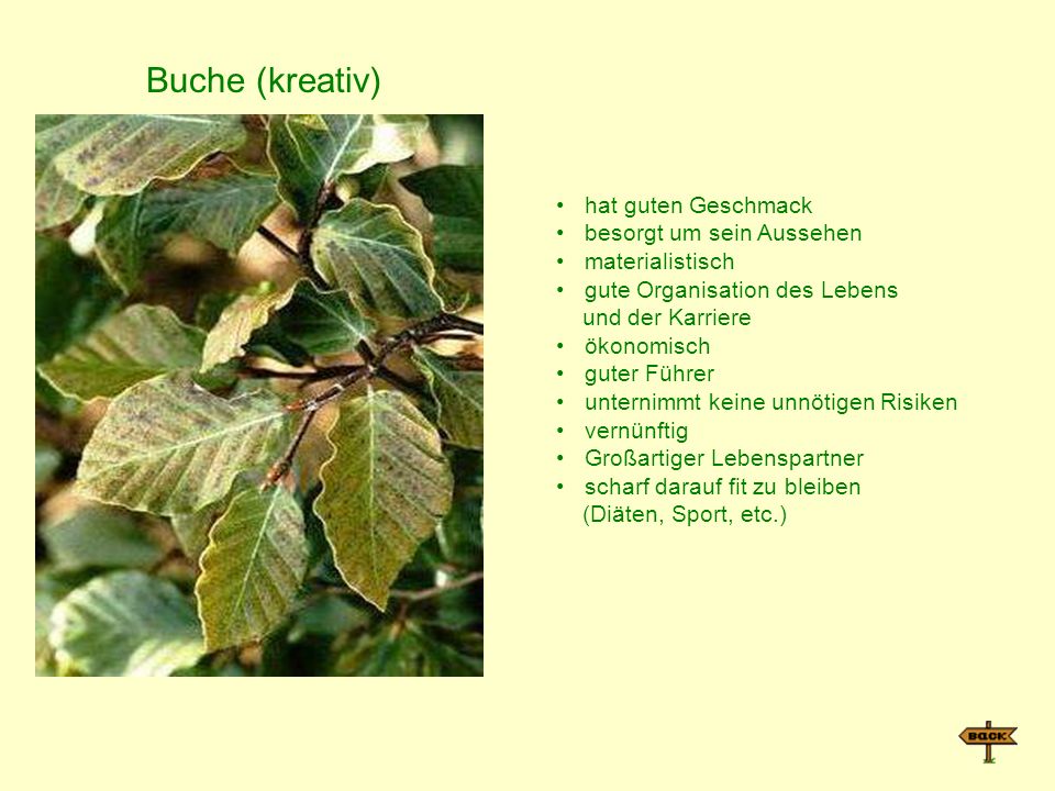 Buche (kreativ) hat guten Geschmack besorgt um sein Aussehen