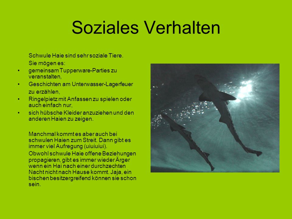 Soziales Verhalten Schwule Haie sind sehr soziale Tiere. Sie mögen es: