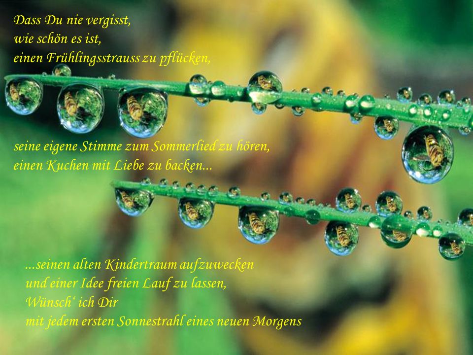 Dass Du nie vergisst, wie schön es ist, einen Frühlingsstrauss zu pflücken, seine eigene Stimme zum Sommerlied zu hören,