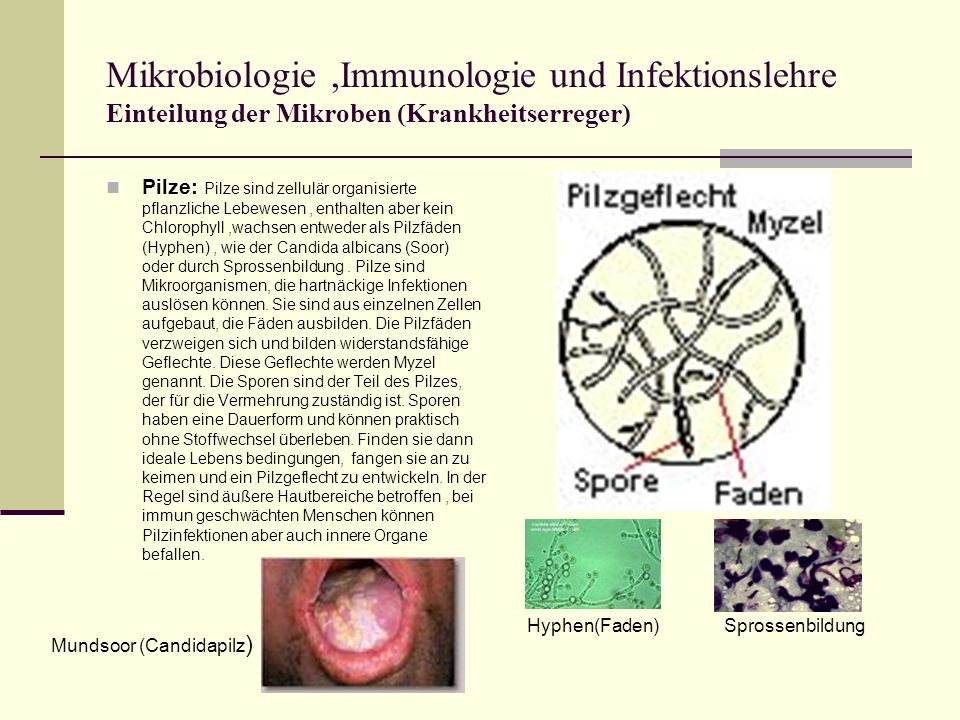 Mikrobiologie ,Immunologie und Infektionslehre Einteilung der Mikroben (Krankheitserreger)
