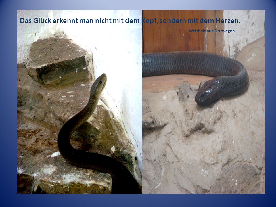 Das Glück erkennt man nicht mit dem Kopf, sondern mit dem Herzen.