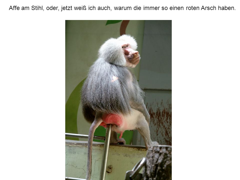 Affe am Stihl, oder, jetzt weiß ich auch, warum die immer so einen roten Arsch haben.