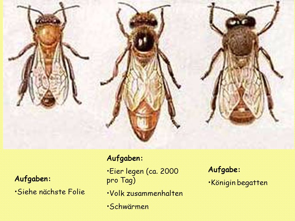 Aufgaben: Eier legen (ca pro Tag) Volk zusammenhalten. Schwärmen. Aufgabe: Königin begatten.