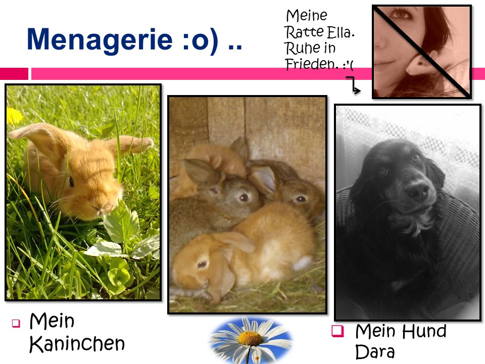 Menagerie :o) .. Mein Kaninchen Mein Hund Dara