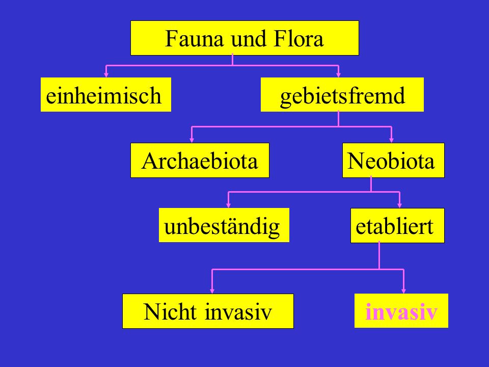 Fauna und Flora einheimisch. gebietsfremd. Archaebiota. Neobiota. etabliert. unbeständig. invasiv.