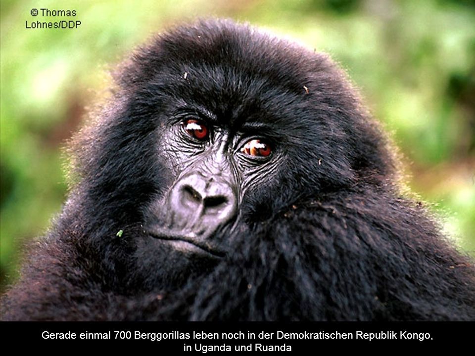 Gerade einmal 700 Berggorillas leben noch in der Demokratischen Republik Kongo,