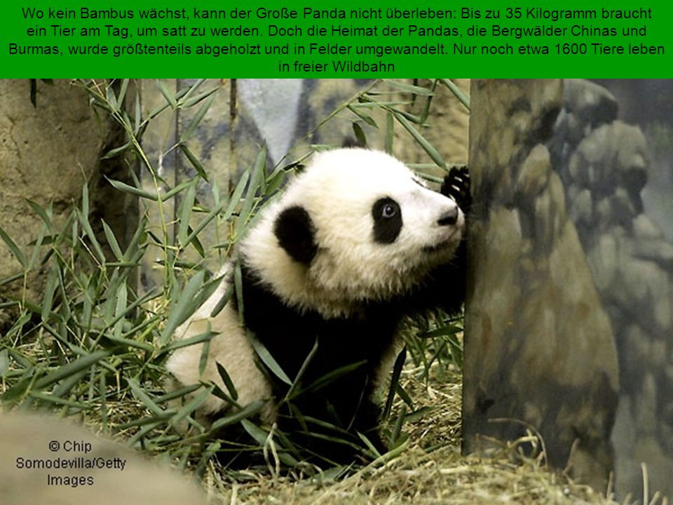 Wo kein Bambus wächst, kann der Große Panda nicht überleben: Bis zu 35 Kilogramm braucht