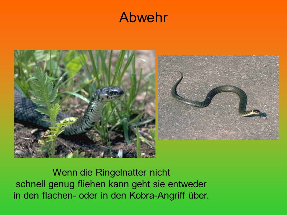 Abwehr Wenn die Ringelnatter nicht schnell genug fliehen kann geht sie entweder in den flachen- oder in den Kobra-Angriff über.